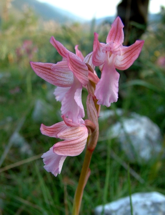 Orchis papilionacea